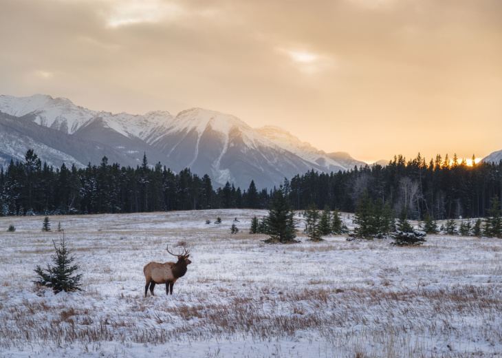 caribou-dans-neige-parc-jasper-canada