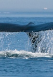 baleine-sautant-fleuve-saint-laurent-quebec