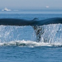 baleine-sautant-fleuve-saint-laurent-quebec