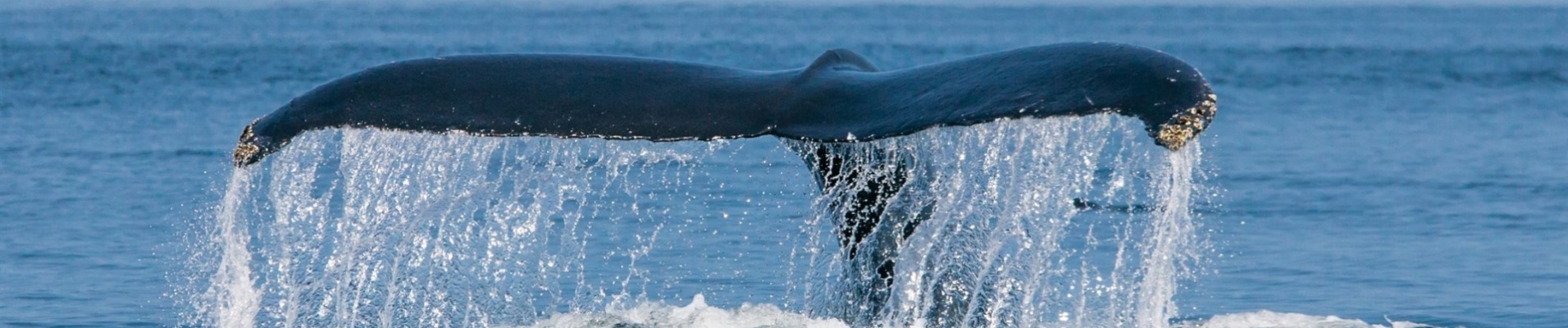 baleine-sautant-fleuve-saint-laurent-quebec