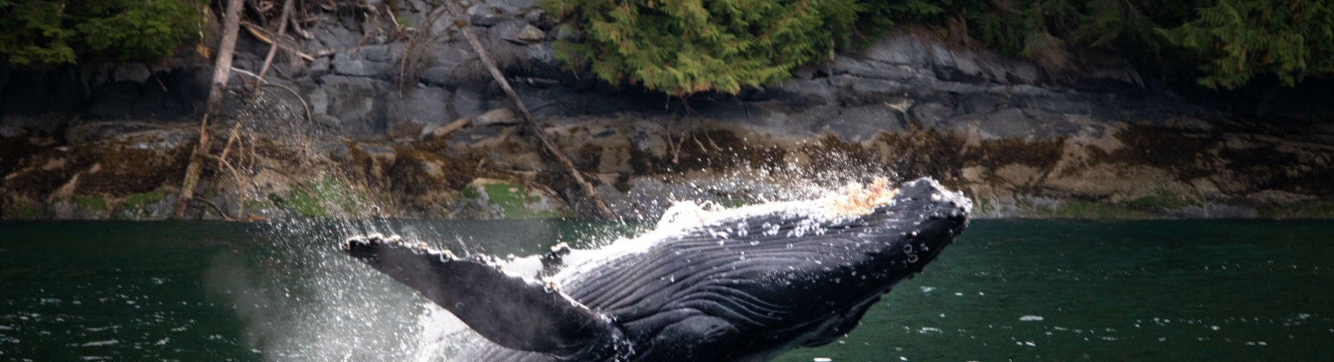 baleine-surgissant-de-l-eau-pacifique-ouest-canada