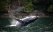 baleine-surgissant-de-l-eau-pacifique-ouest-canada