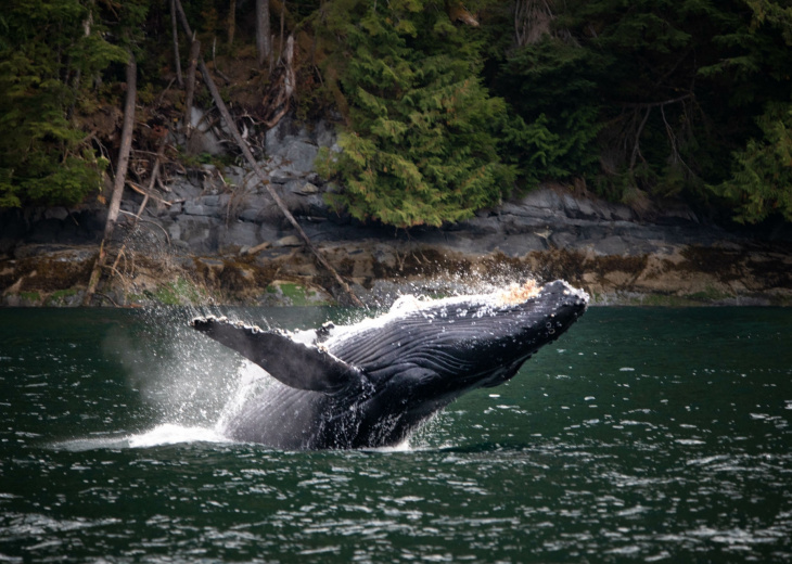 baleine-surgissant-de-l-eau-pacifique-ouest-canada