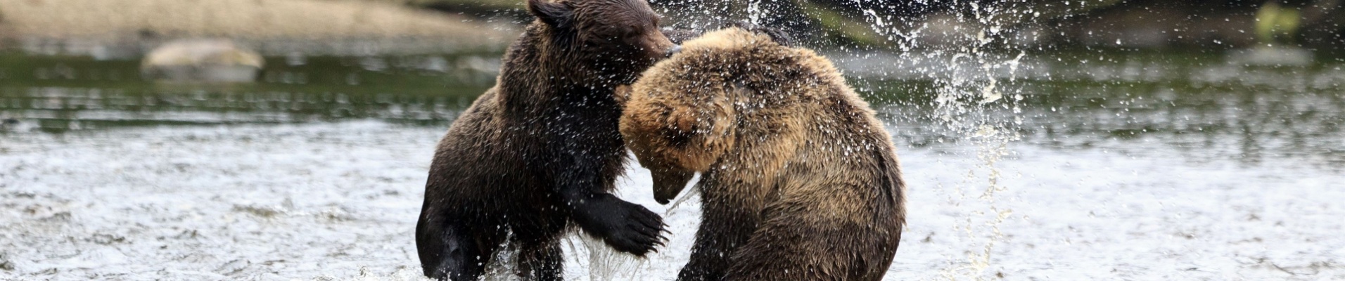 bebe-grizzlis-jouant-dans-riviere-canada