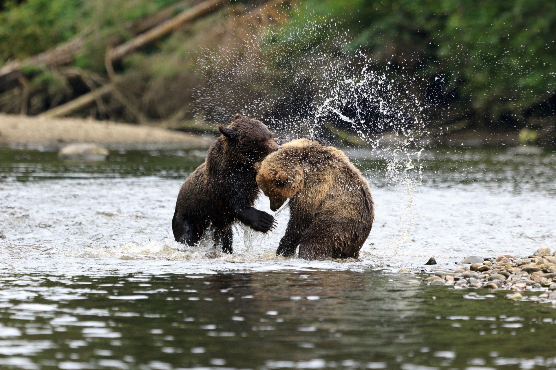 bebe-grizzlis-jouant-dans-riviere-canada