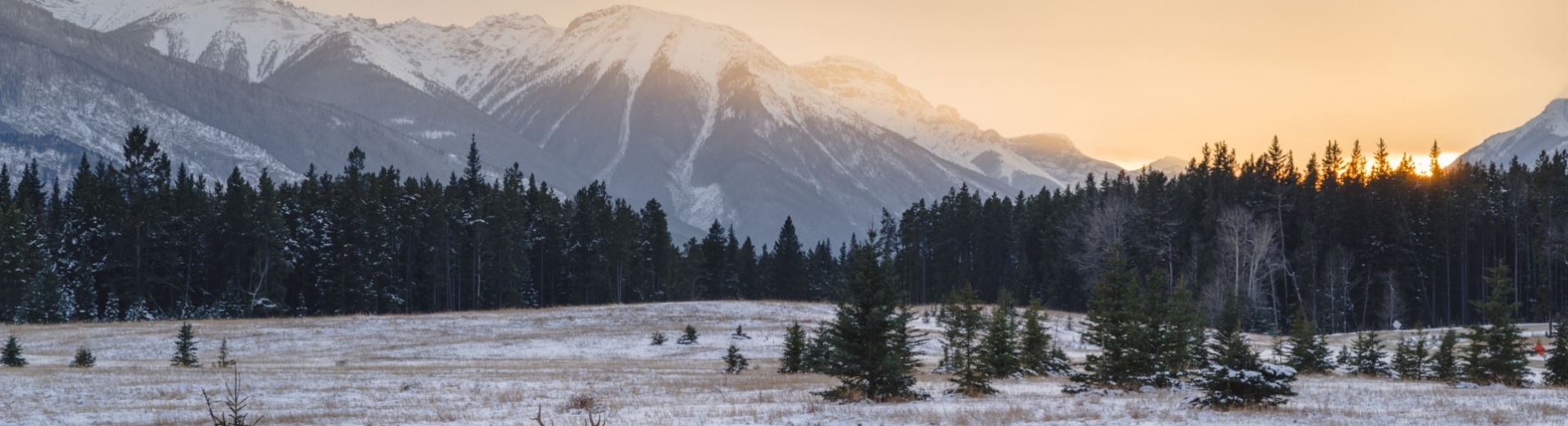 caribou-dans-neige-parc-jasper-canada