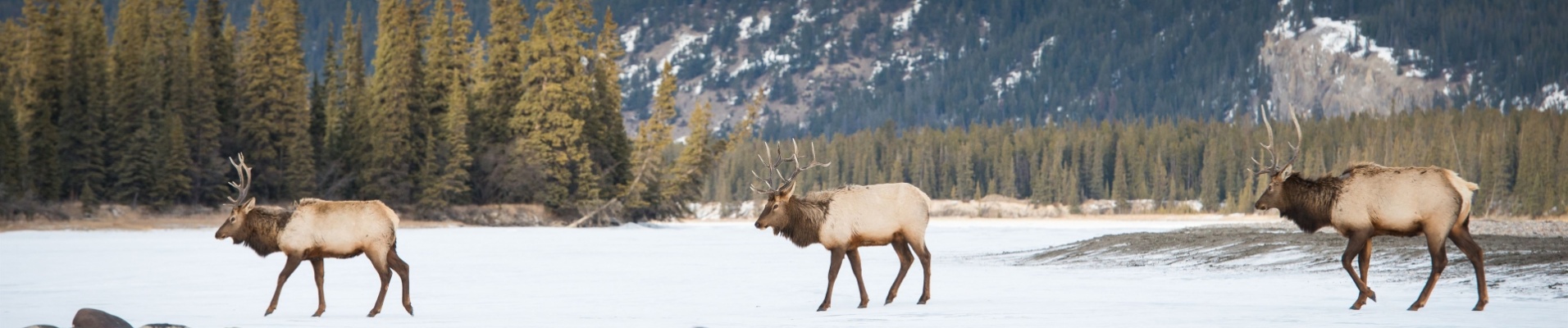 caribous-marchant-dans-neige-alberta-canada