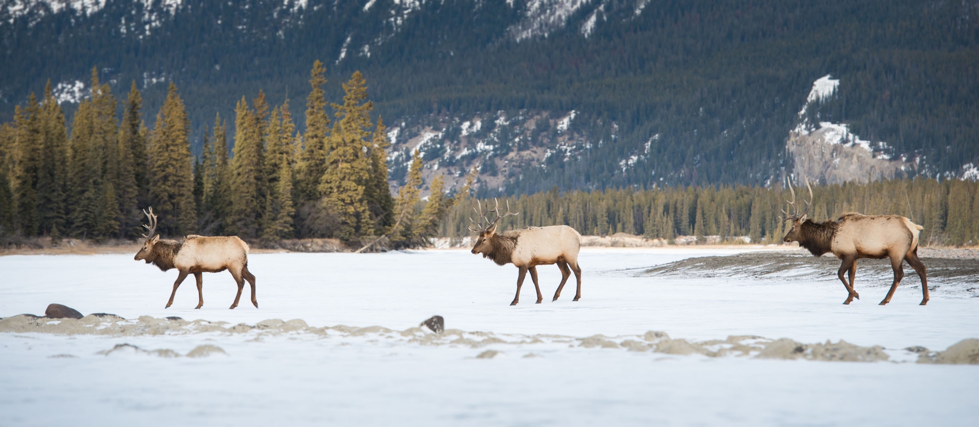 caribous-marchant-dans-neige-alberta-canada