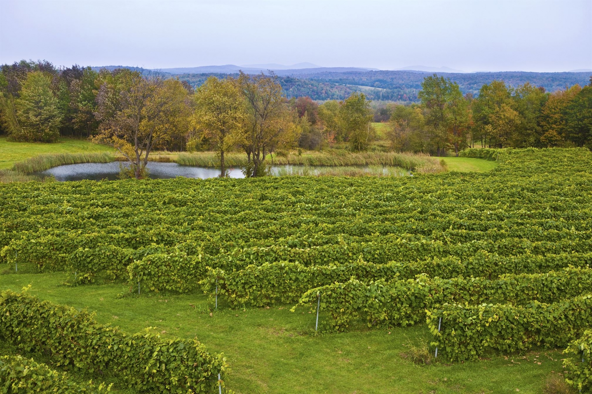 champs-vignes-sutton-cantons-est-canada
