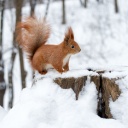 ecureuil-dans-neige-hiver-canada