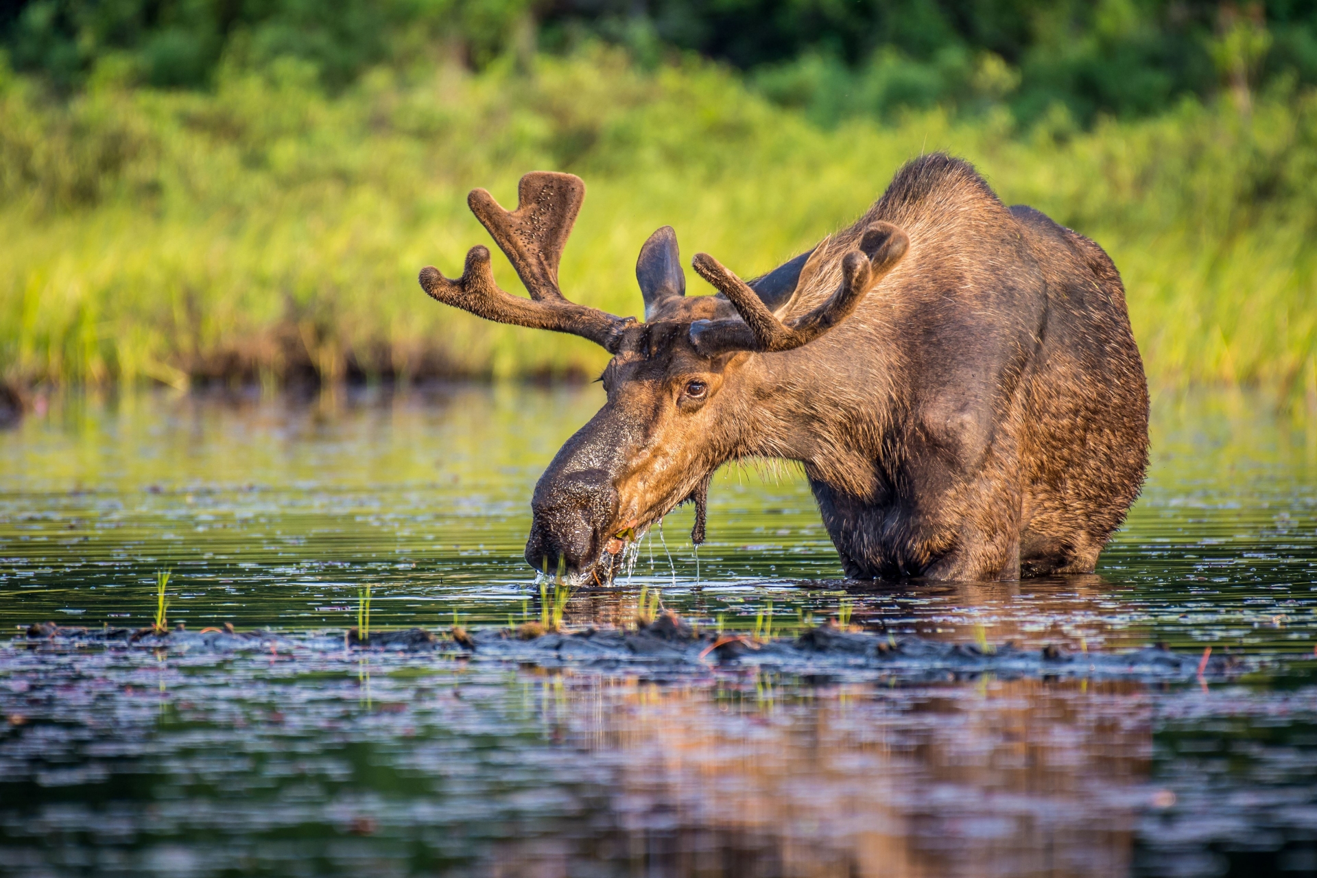 orignal-buvant-riviere-sauvage-canada