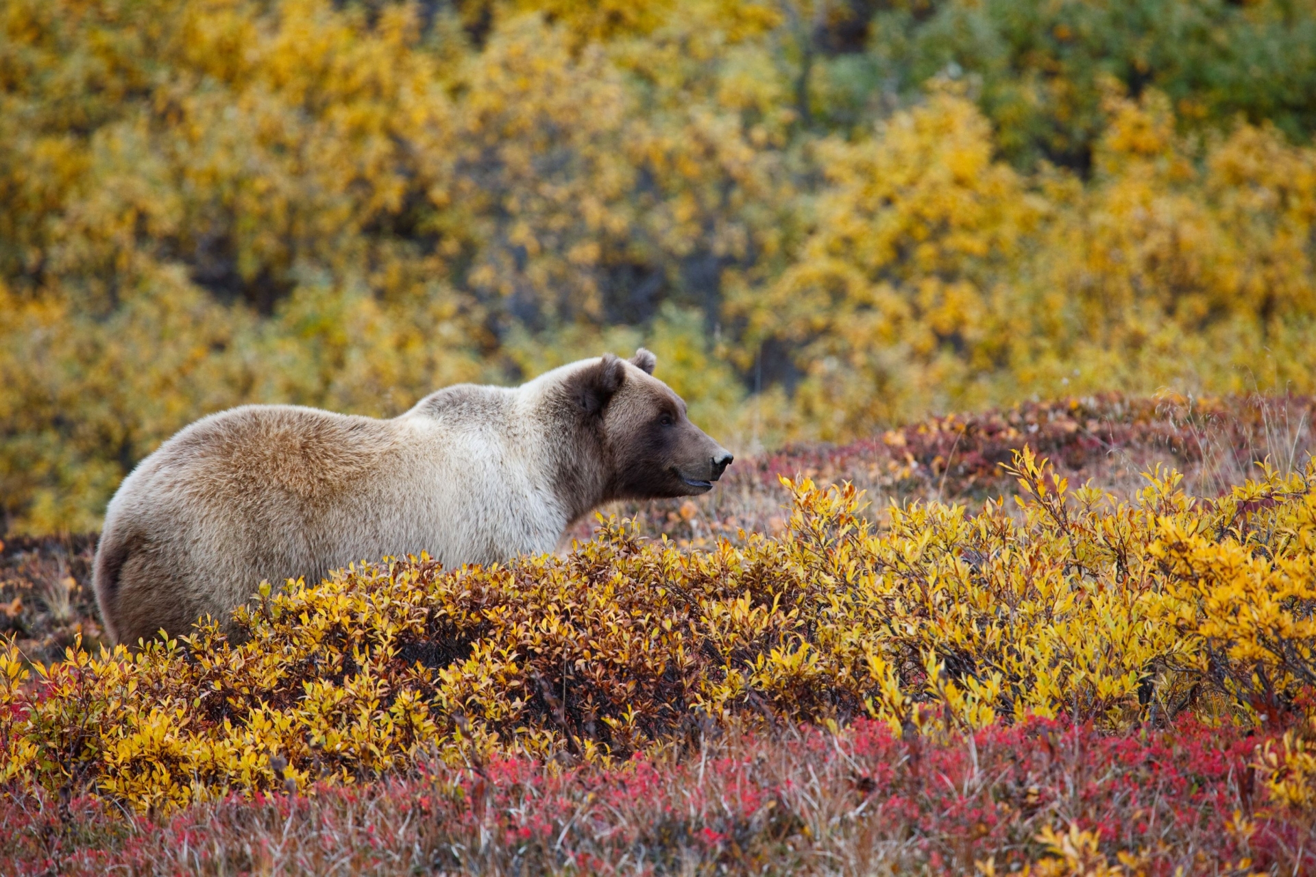grizzli-marchant-dans-foret-canada
