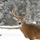 jeune-cerf-sous-flocons-neige-canada