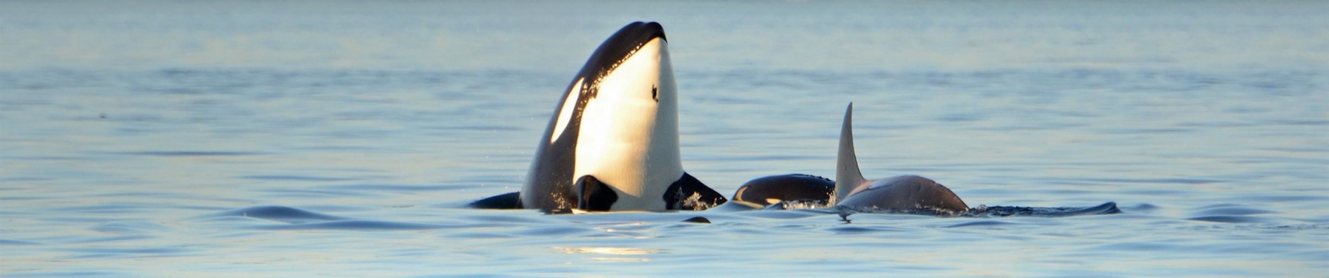 orque-sortant-tete-eau-avec-bebe-ouest-canada