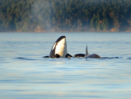 orque-sortant-tete-eau-avec-bebe-ouest-canada