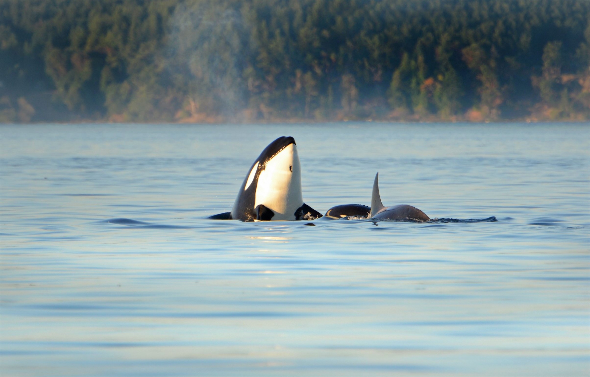 orque-sortant-tete-eau-avec-bebe-ouest-canada