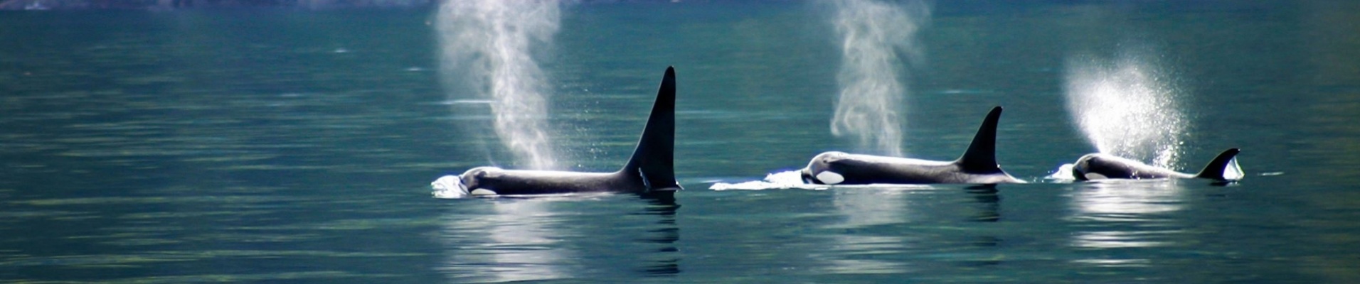 orques-ile-vancouver-canada