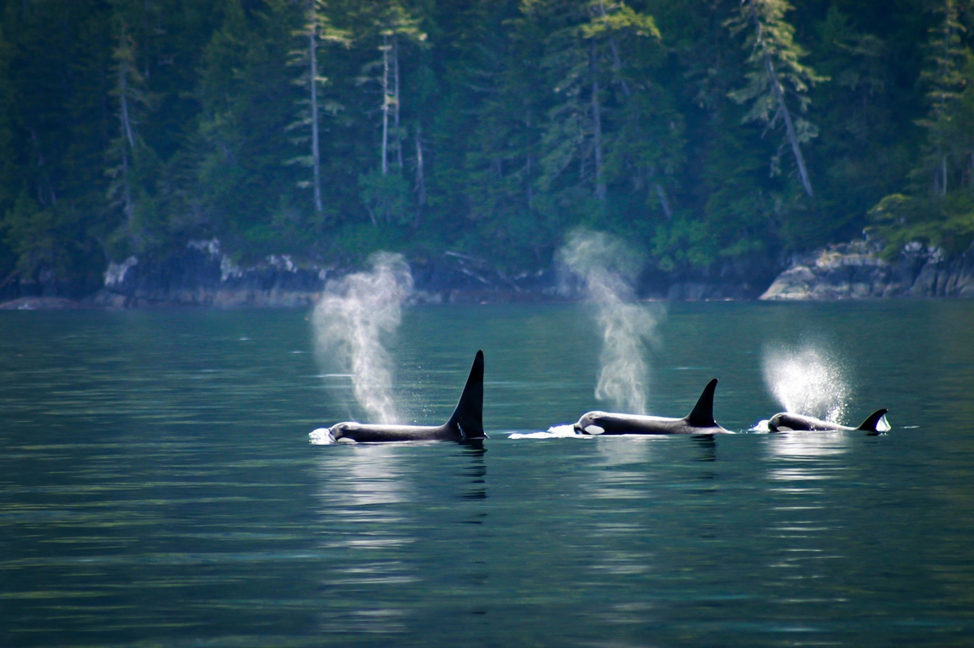 orques-ile-vancouver-canada