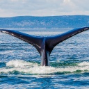 queue-baleine-hors-d-eau-st-laurent-canada