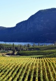 vignoble-vallee-okanagan-ouest-canada