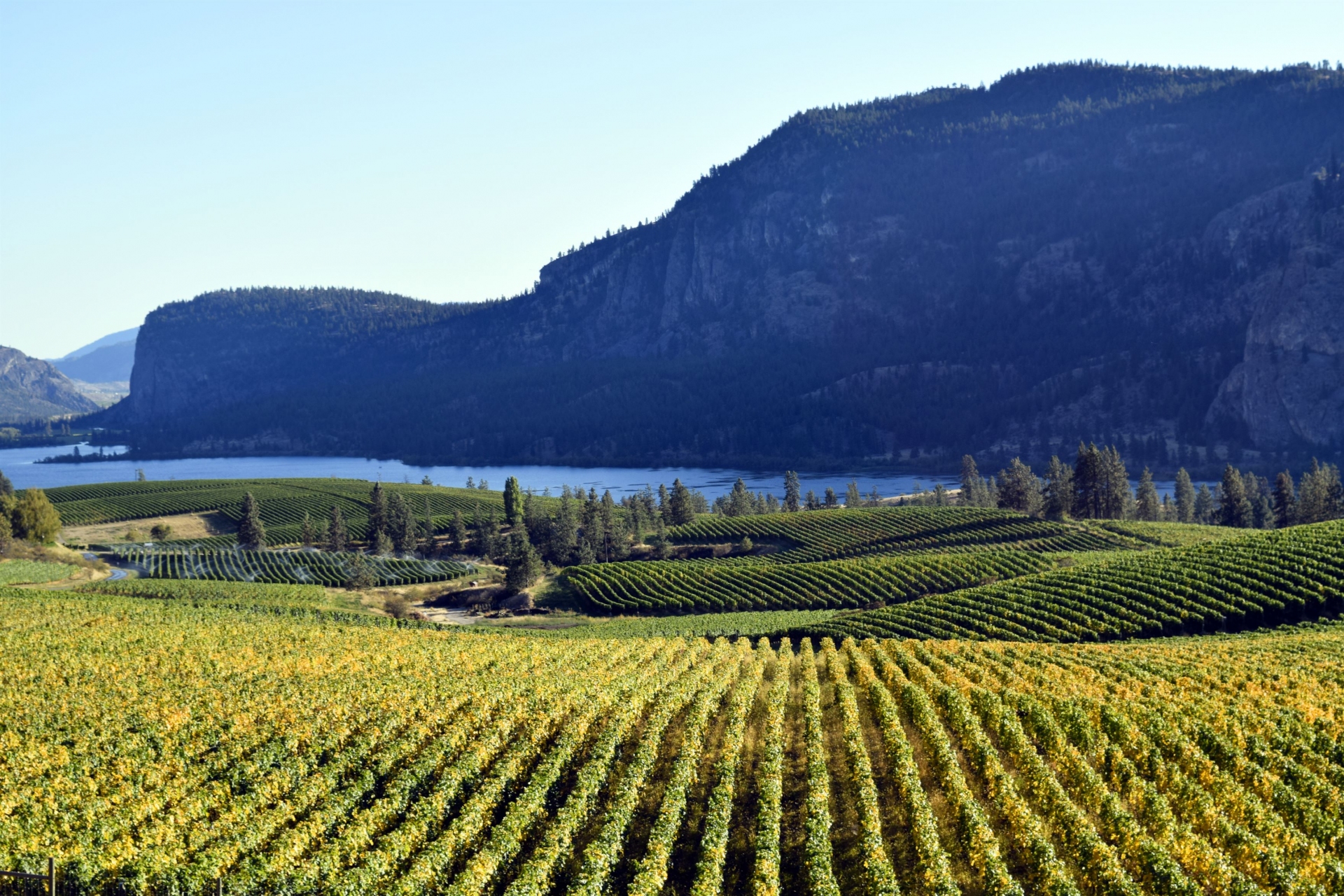 vignoble-vallee-okanagan-ouest-canada