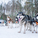 voyage-quebec-traineau-chien