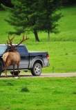 wapitis-approchant-voiture-parc-omega-canada