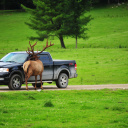 wapitis-approchant-voiture-parc-omega-canada