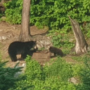 Ours à Québec au Canada