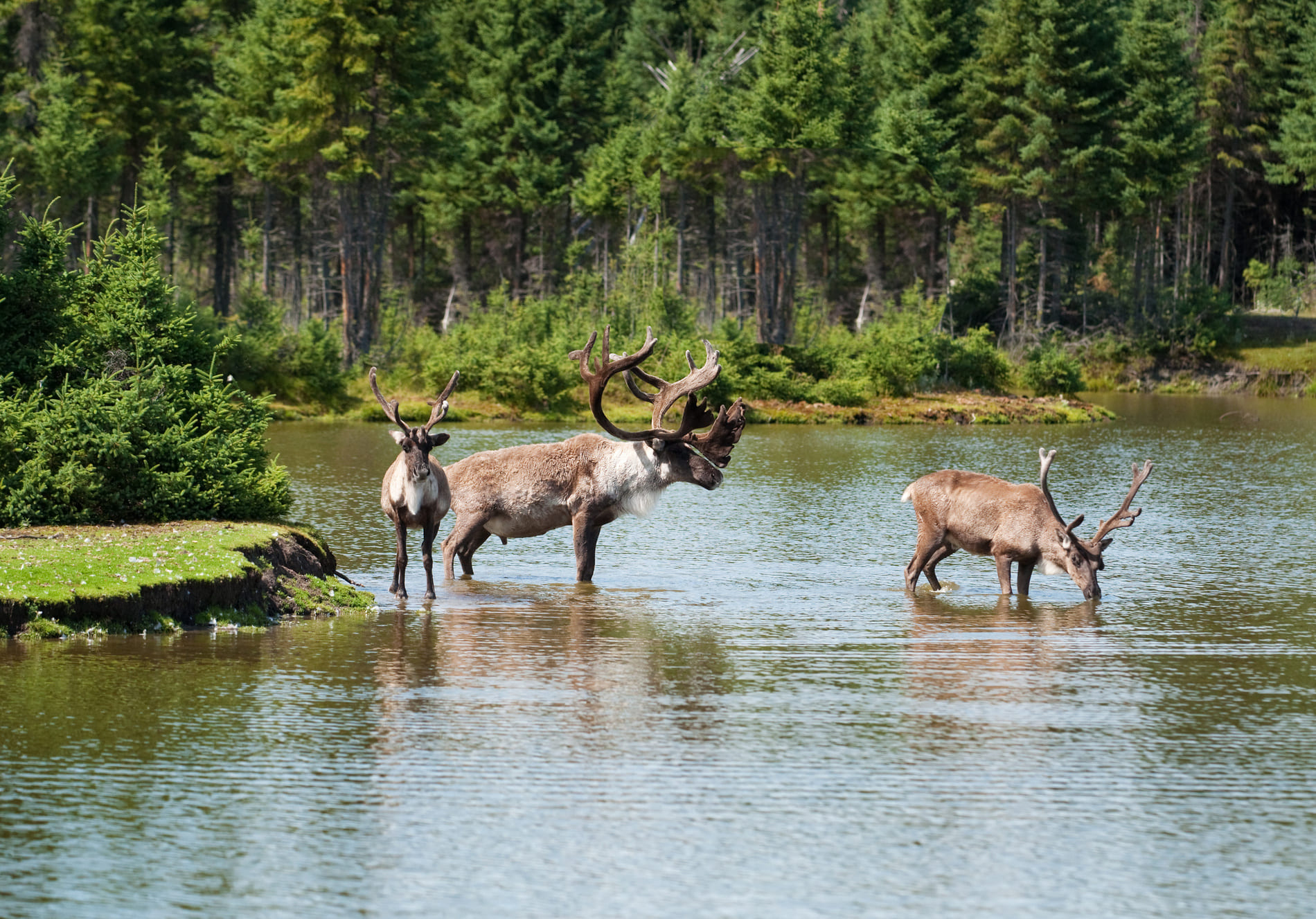 caribou-ete-canada